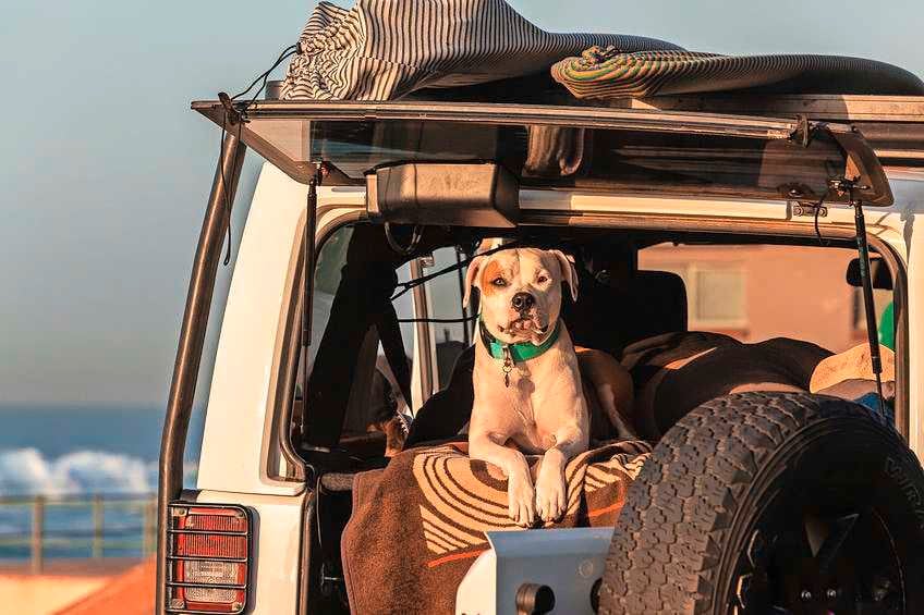 Een hond meenemen op vakantie is nooit zonder risico’s: dit moet je regelen