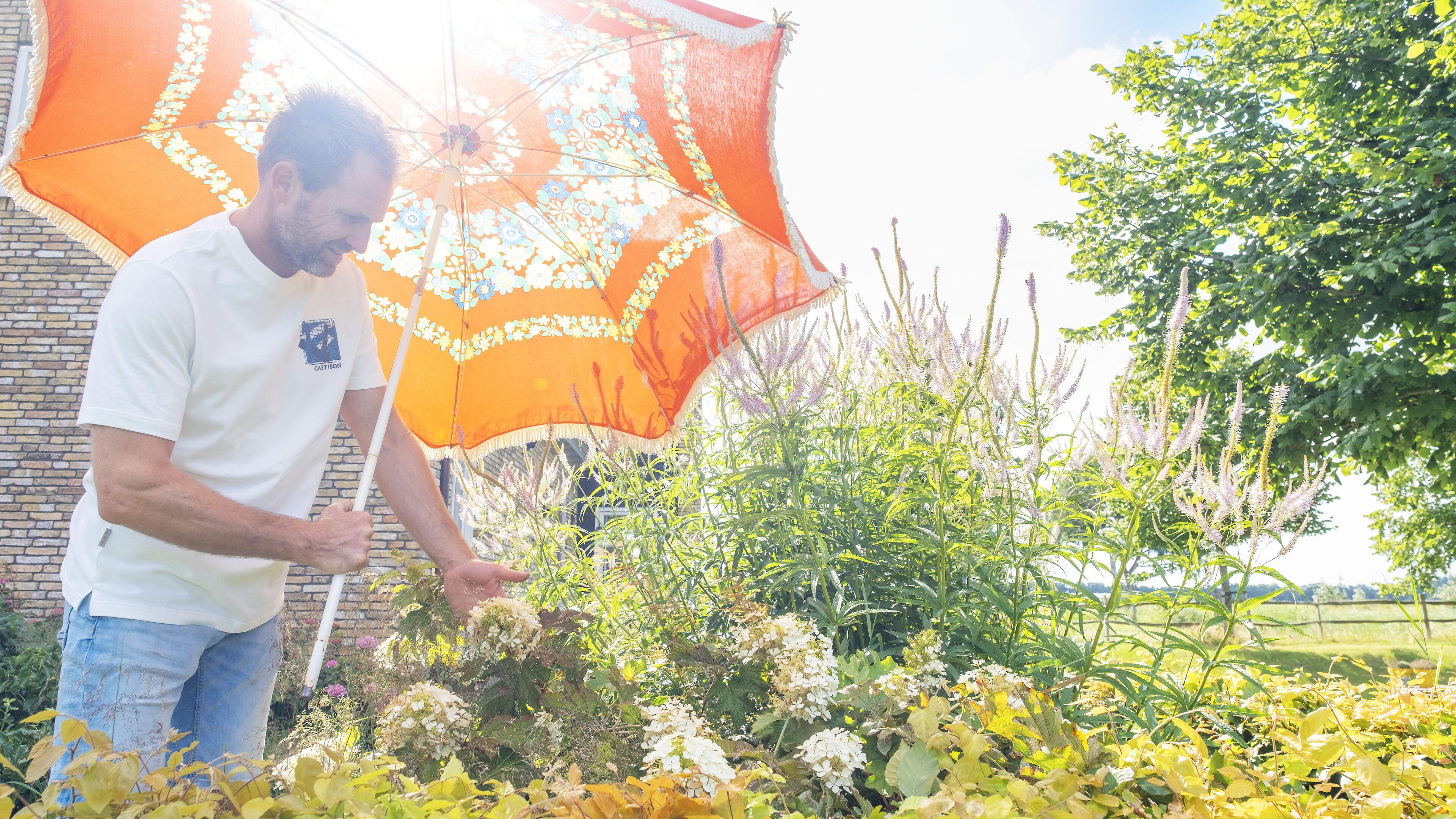 Boer Tom weet raad: ’Mijn hortensia's worden zo snel bruin, wat kan ik daar tegen doen?’
