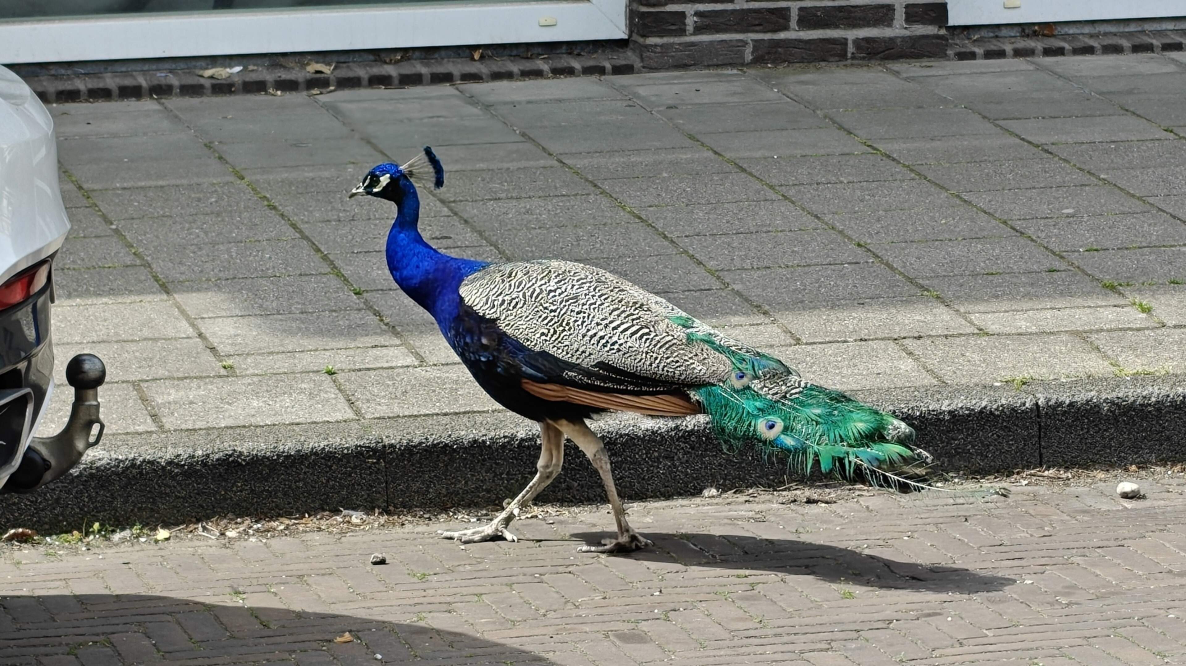 Brutale pauwen verkennen al een paar weken Haarlem-Noord en de binnenstad. ’Ze lopen naar binnen bij winkels’