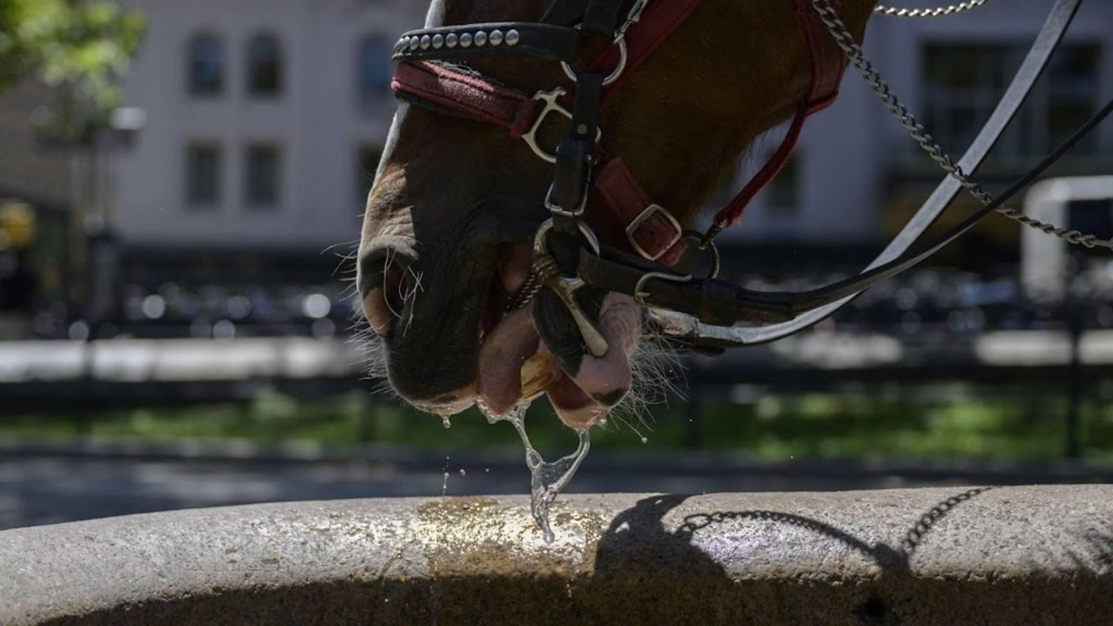 Paard slaat op hol in Central Park in New York, toerist omgekomen