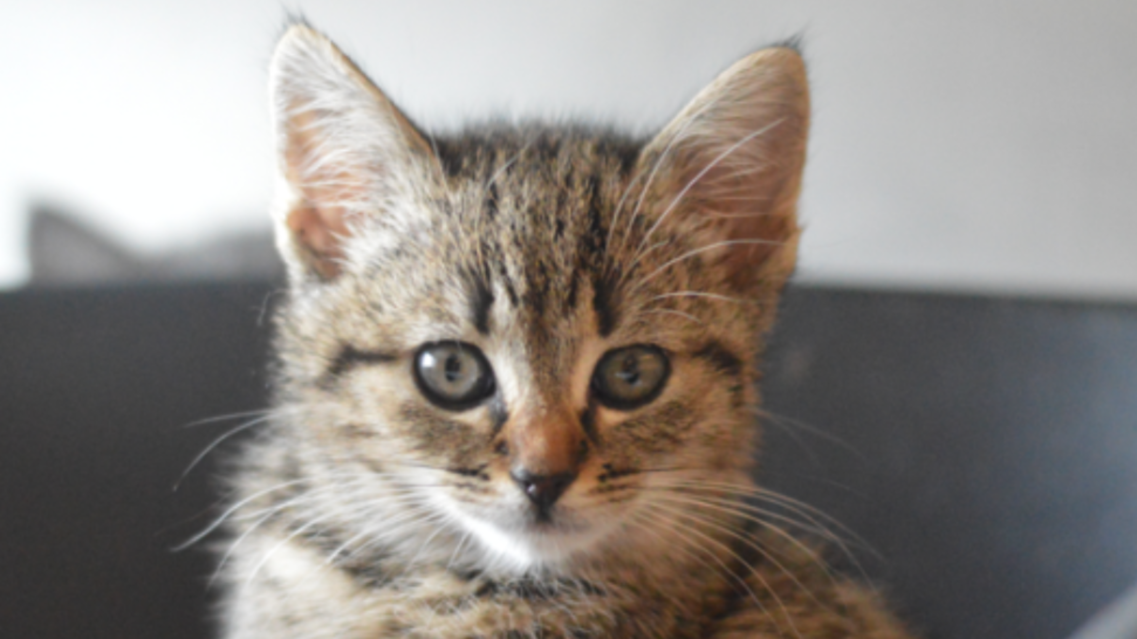 Juultje markeert de start van het kittenseizoen