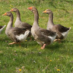Niet wolven, maar ganzen bezorgen boeren de meeste schade