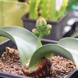 Plant die 1.000 jaar oud kan worden dankzij eigen vitrine te zien in Amsterdam