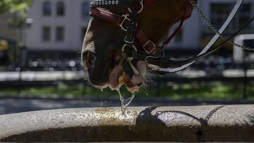 Paard slaat op hol in Central Park in New York, toerist omgekomen