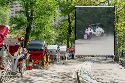Paard slaat op hol in Central Park in New York, 18-jarige toerist komt om
