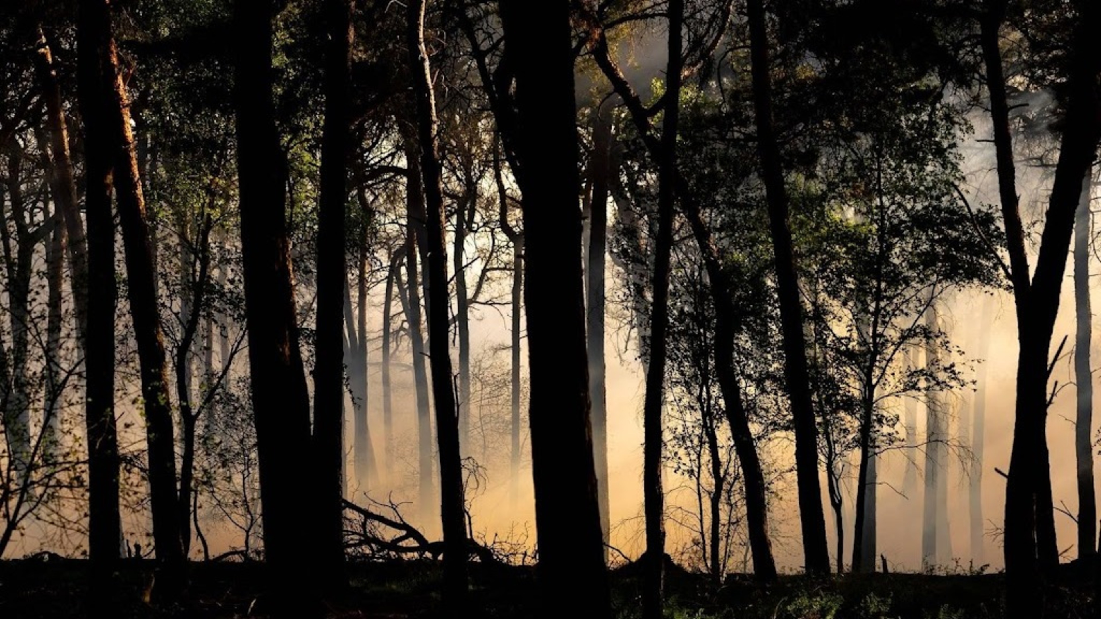 Uitzondering voor boskap in Natura 2000-gebieden verdwijnt