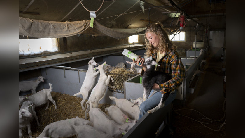 Tirza (22) vindt God door haar werk met lammetjes. ‘De Geest van God is overal, ook op een boerderij’