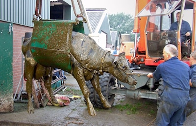 Koeien en varkens vallen te vaak in mestkelders, deel van dieren overleeft dit niet: Wakker Dier eist oplossing