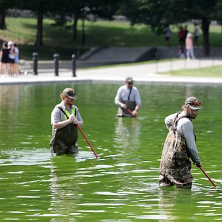 Donald Trump liet de bodem van de Reflecting Pool schilderen, de algen namen met triljoenen tegelijk wraak