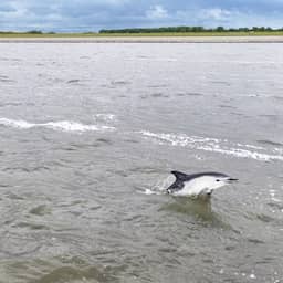 Video | Drone filmt dolfijn die uit water springt bij Lauwersoog