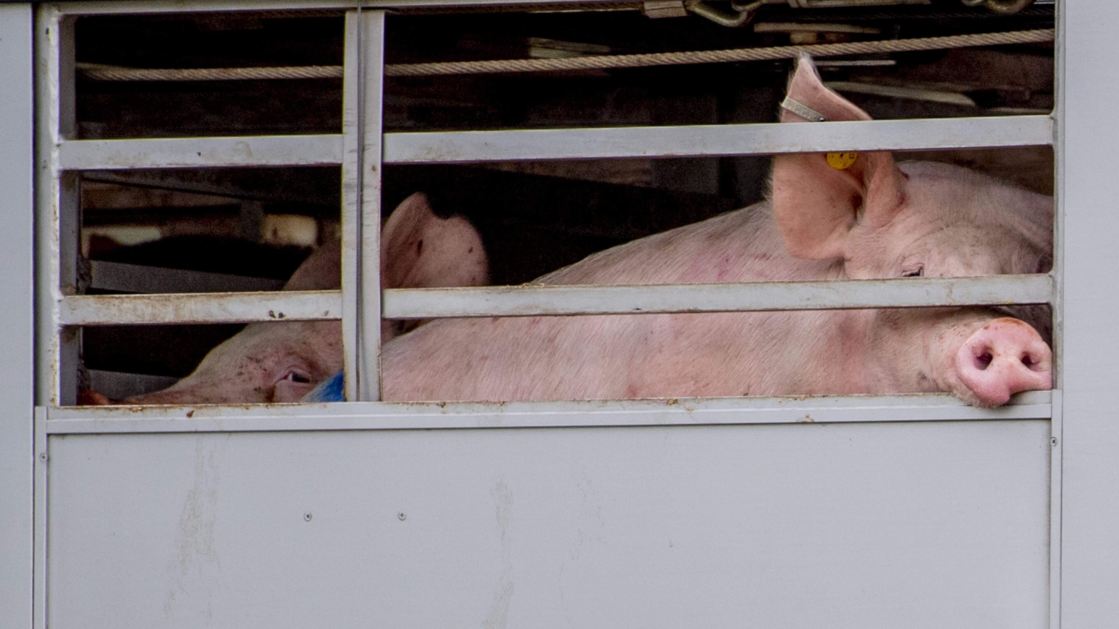NVWA schroeft na jaren boetes voor dierenbeulen fors op: straffen tot 14.000 euro