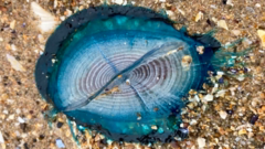 'Stunningly beautiful' blue sea creatures appear on Welsh beaches