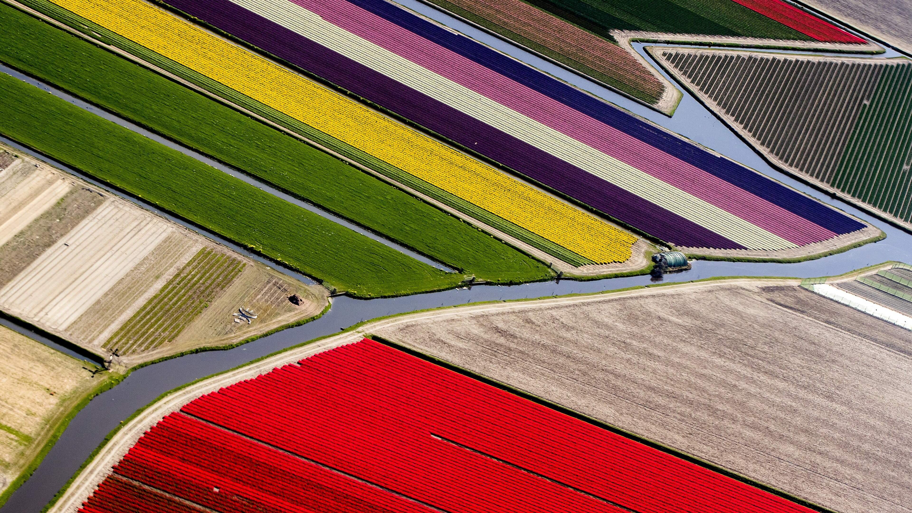 Bij bollentelers belandt nog steeds bestrijdingsmiddel in de sloot, waterschap ziet ’steeds meer overschrijdingen’