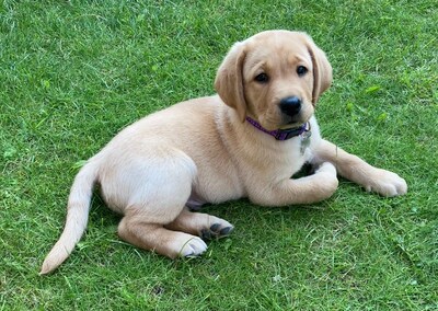 Man mishandelt puppy van 5 maanden: ‘Ik was onder invloed’