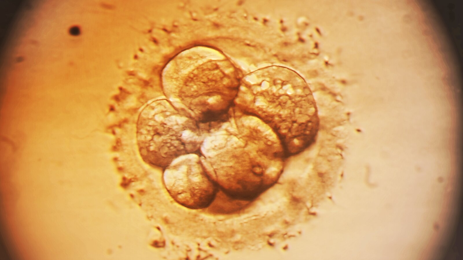 A Newer Approach to Editing Embryos Ignites Debate