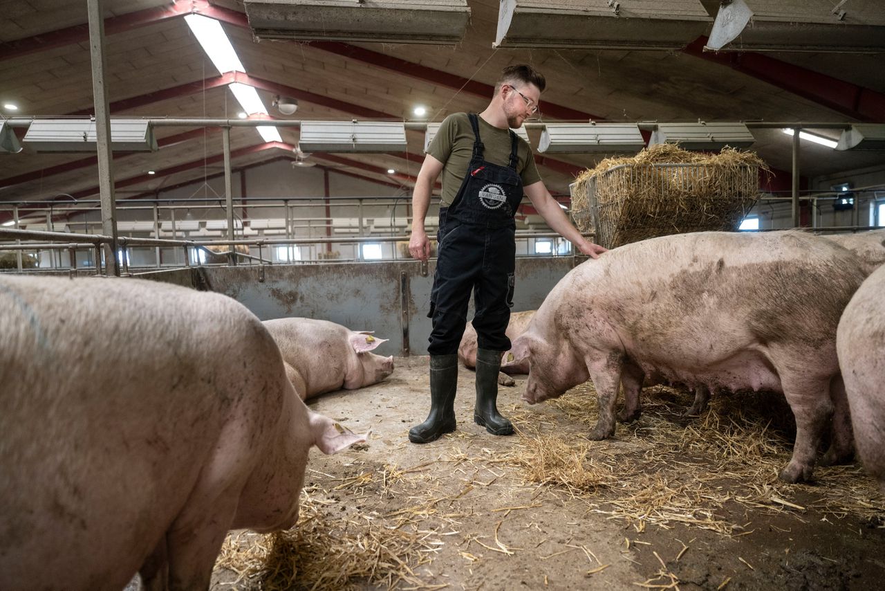 In Denemarken vreest boer Erik Pedersen dat de regering na ‘varkensverkiezingen’ de sector ‘drastisch’ wil aanpakken