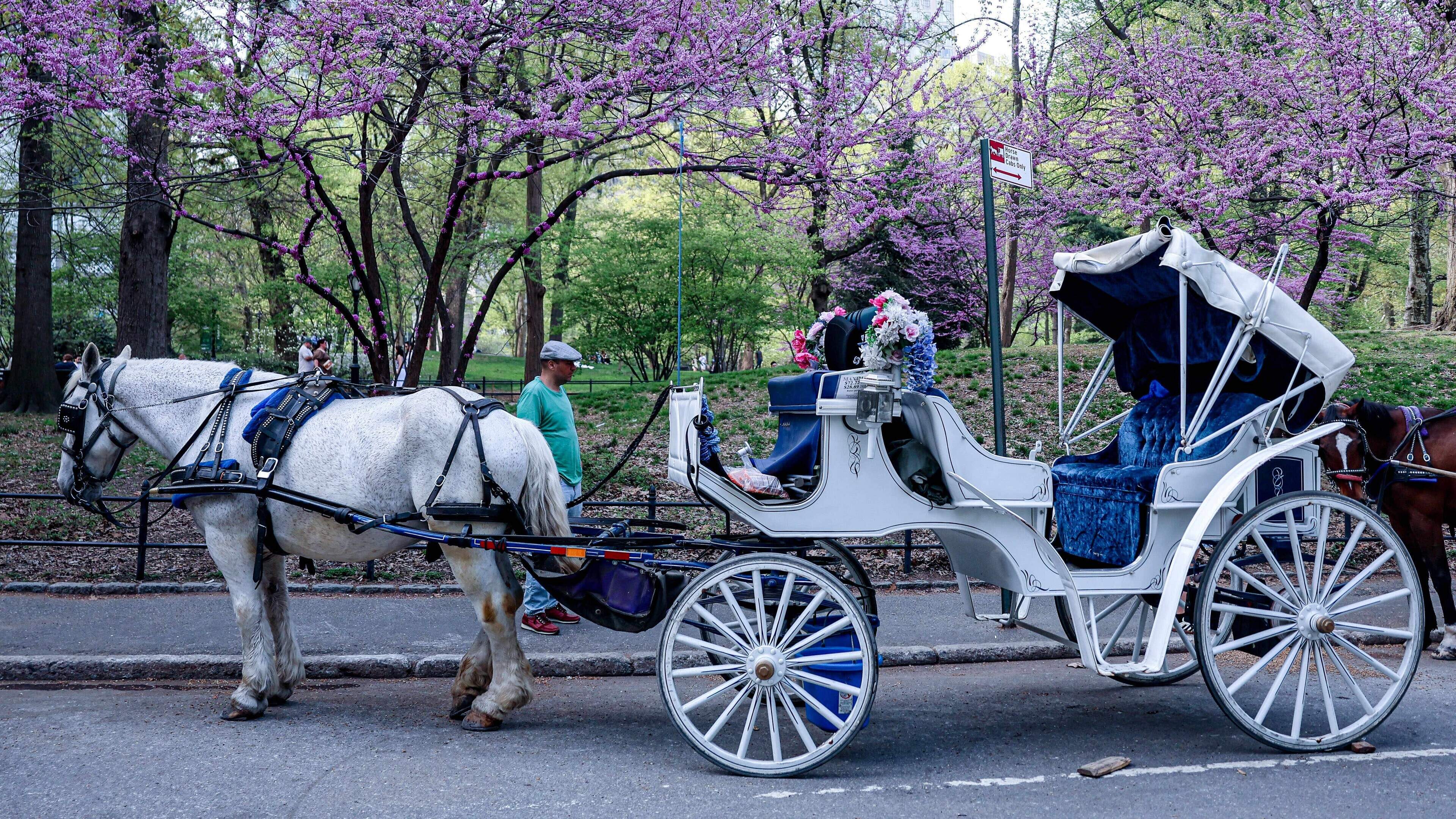 Paard slaat op hol in Central Park in New York, toerist (18) omgekomen