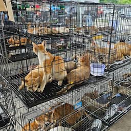 Vietnamese politie redt honderden gestolen katten van de slacht