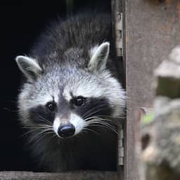 Limburg roept op verspreiding wasberen te stoppen: 'Hoort hier niet thuis'