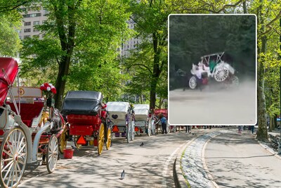 Paard slaat op hol in Central Park in New York, 18-jarige toerist komt om