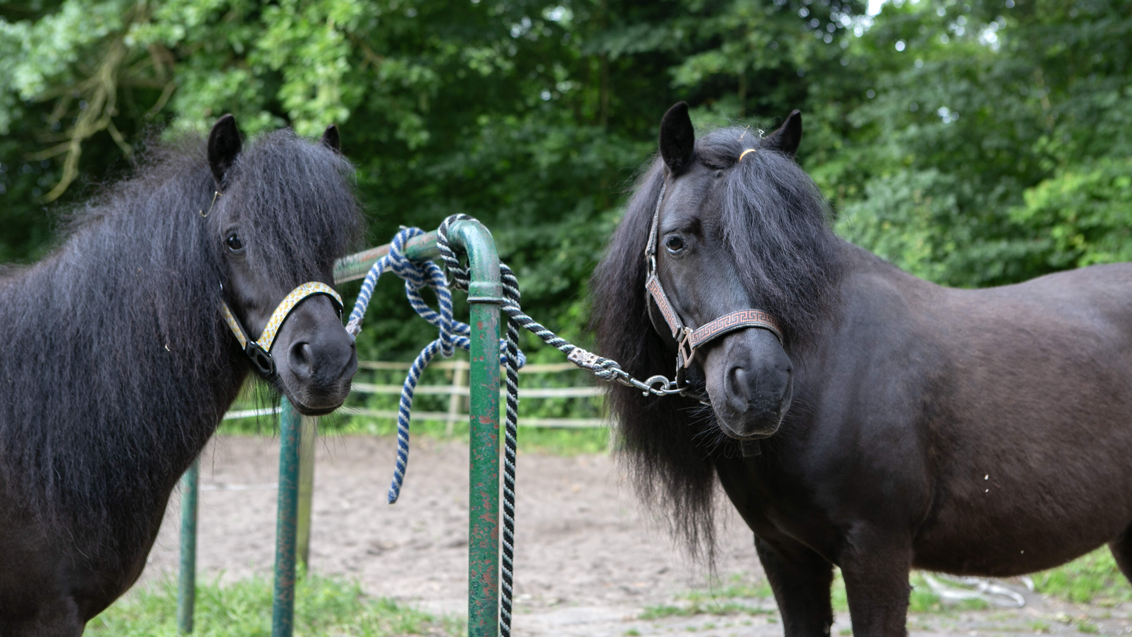 Paardenbak in Engelandpark gaat nog steeds op voor sloop, ondanks nieuwe informatie. ’Voegt weinig tot niets toe’