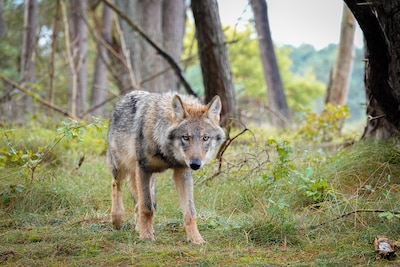Grauwe gans vrat buik rond voor 46 miljoen aan gras en bloemkool, ook wolf zorgt voor groei faunaschade