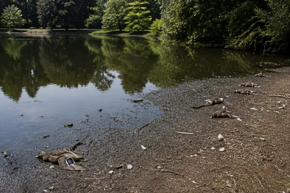 Botulisme doodt ongeveer 50 watervogels in Bellefroidvijvers in Wilsele