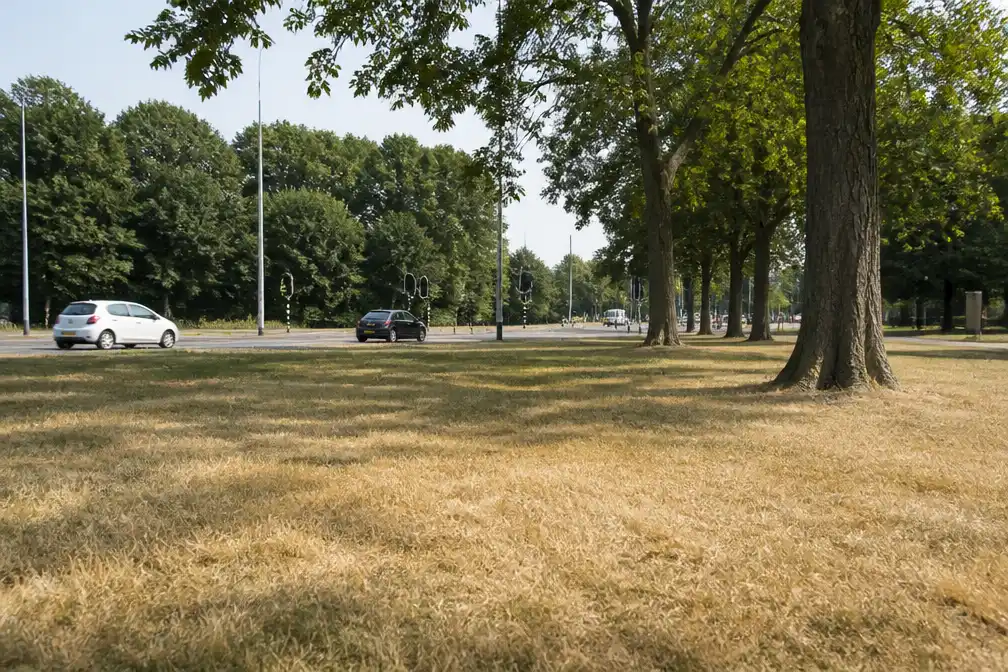 Sproeiverbod Delfland: openbaar groen in Den Haag en omgeving blijft droog