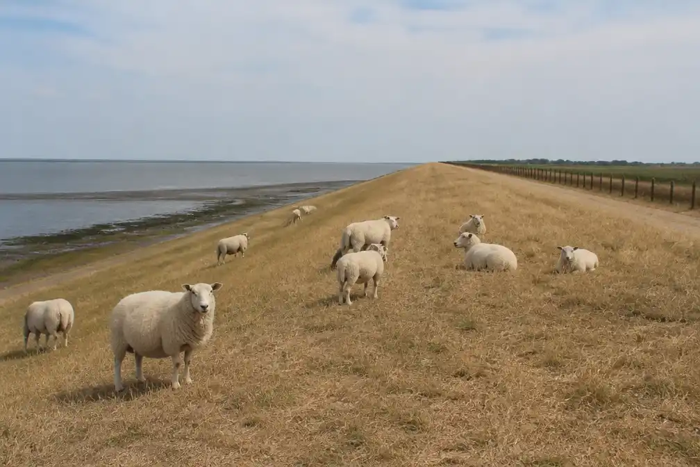 Begrazingsverbod op dijken Texel en vasteland vanaf 8 augustus om droogte