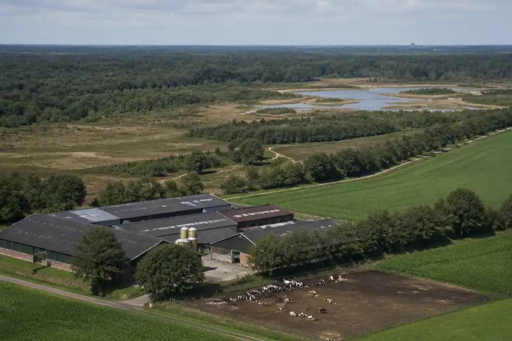 Kabinet wil veestapel laten krimpen in 1 kilometerzone rond natuur