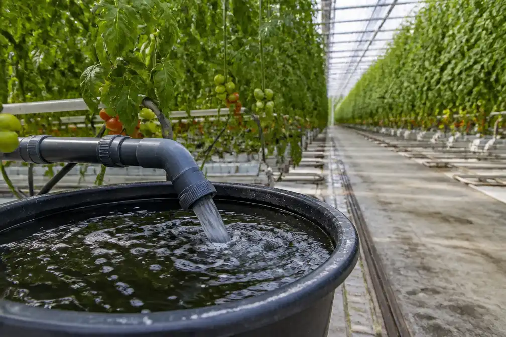 Glastuinbouw Delfland moet nog dagen wachten op extra water