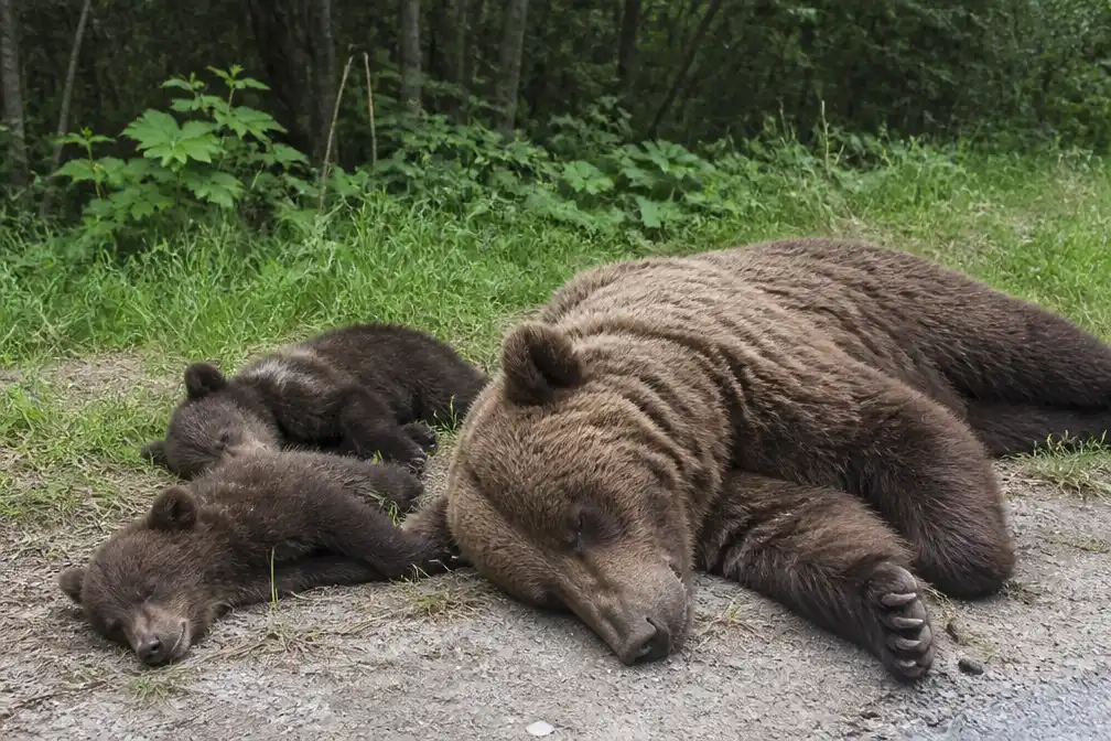 Slovakije schiet berin en twee welpen dood na aanval op man