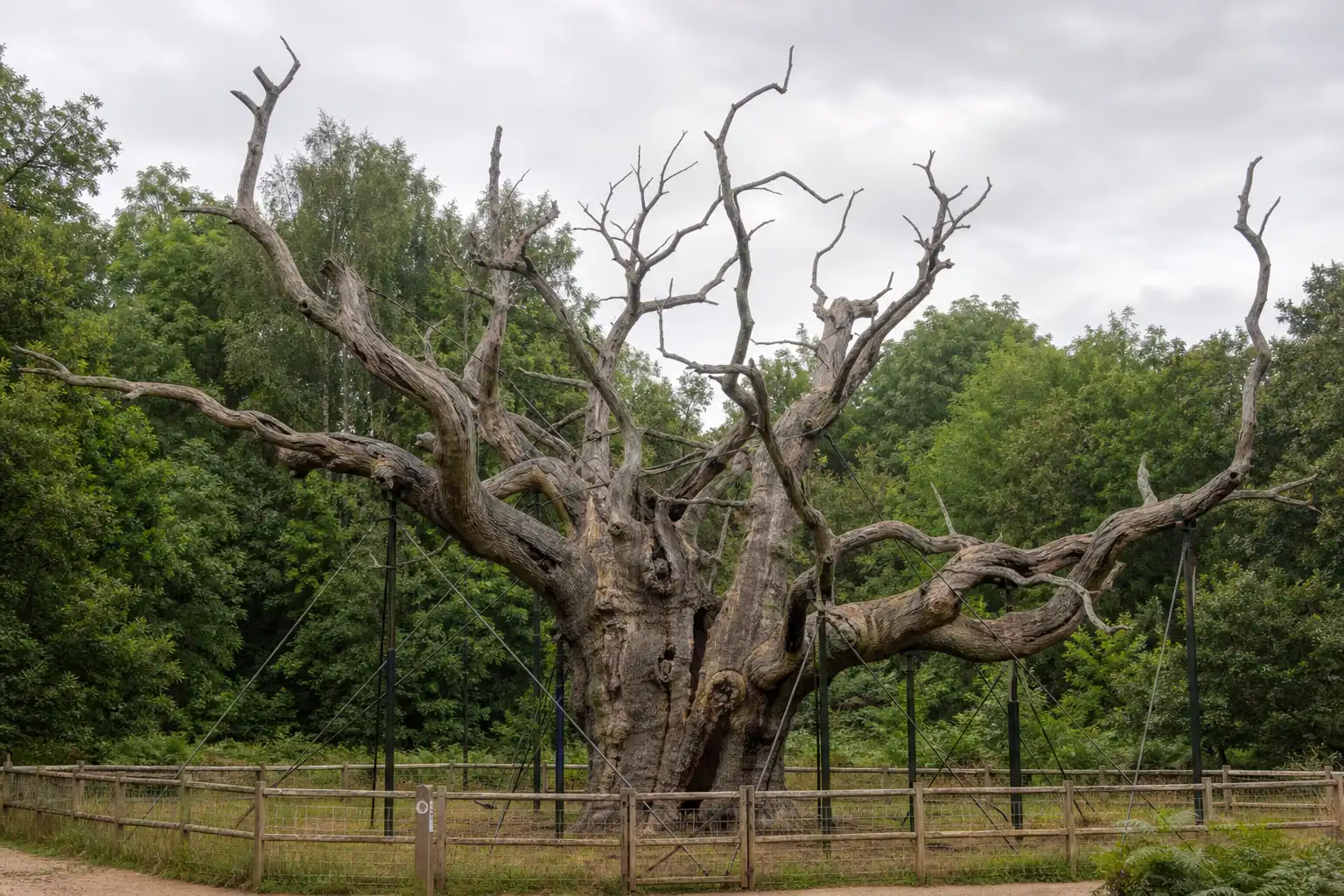 Major Oak, eeuwenoude Robin Hood-boom in Sherwood Forest, dood verklaard