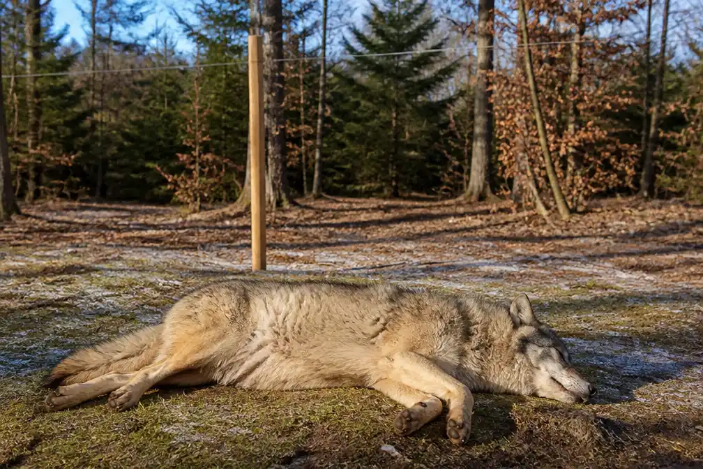 Aangifte tegen doodschieten wolf Bram op Utrechtse Heuvelrug