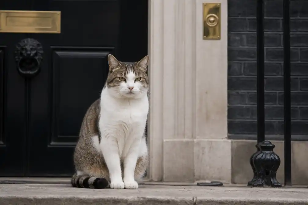 Larry the Cat niet dood: Downing Street-kat geeft teken van leven op X