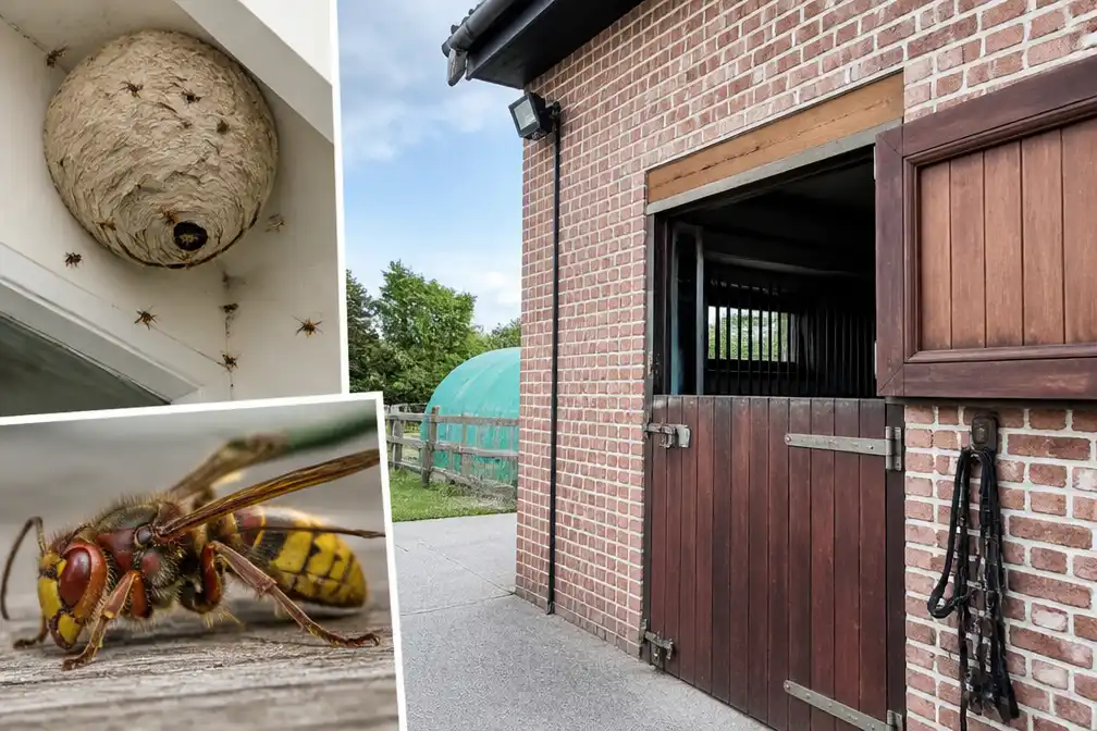 Man uit Ninove in coma na aanval Aziatische hoornaars; gewonden in Kluisbergen