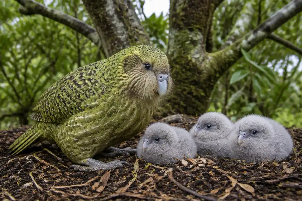 Recordbroedseizoen kakapo brengt populatie op 325, hoogste in 75 jaar