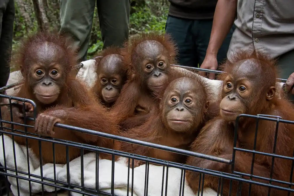 Vijf baby orang-oetans gevonden in India, onderzoek naar mensapensmokkel