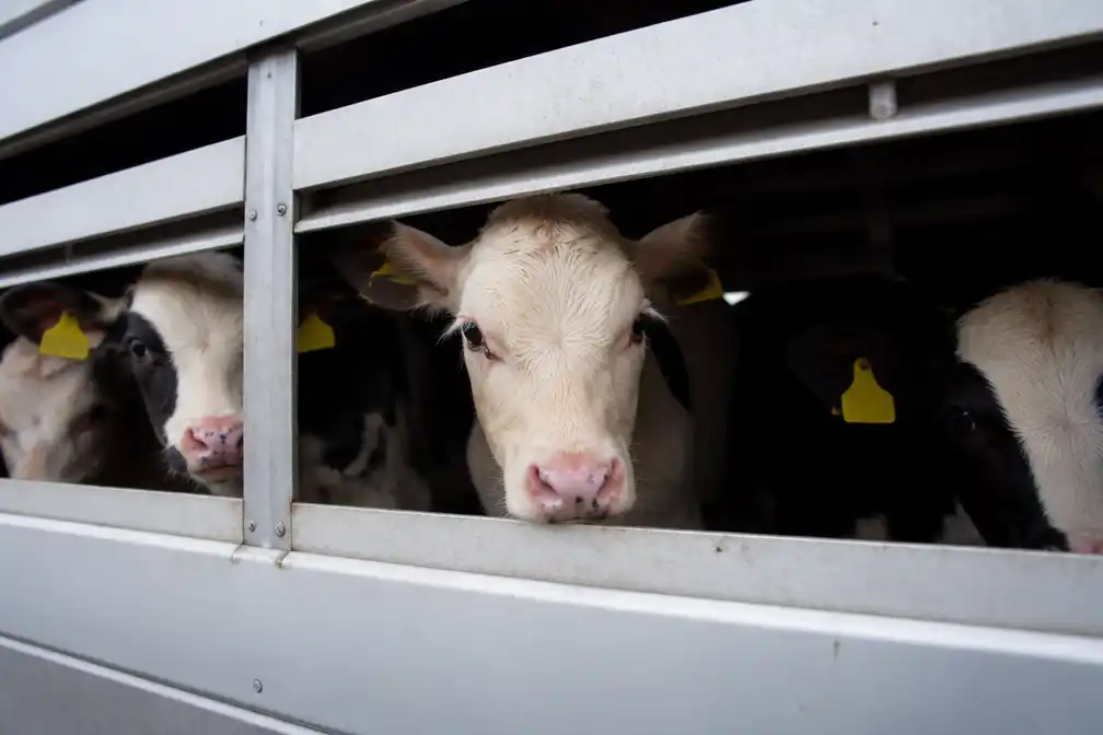 NVWA dreigt Ierse veetransporteurs met dwangsommen om kalvertransport