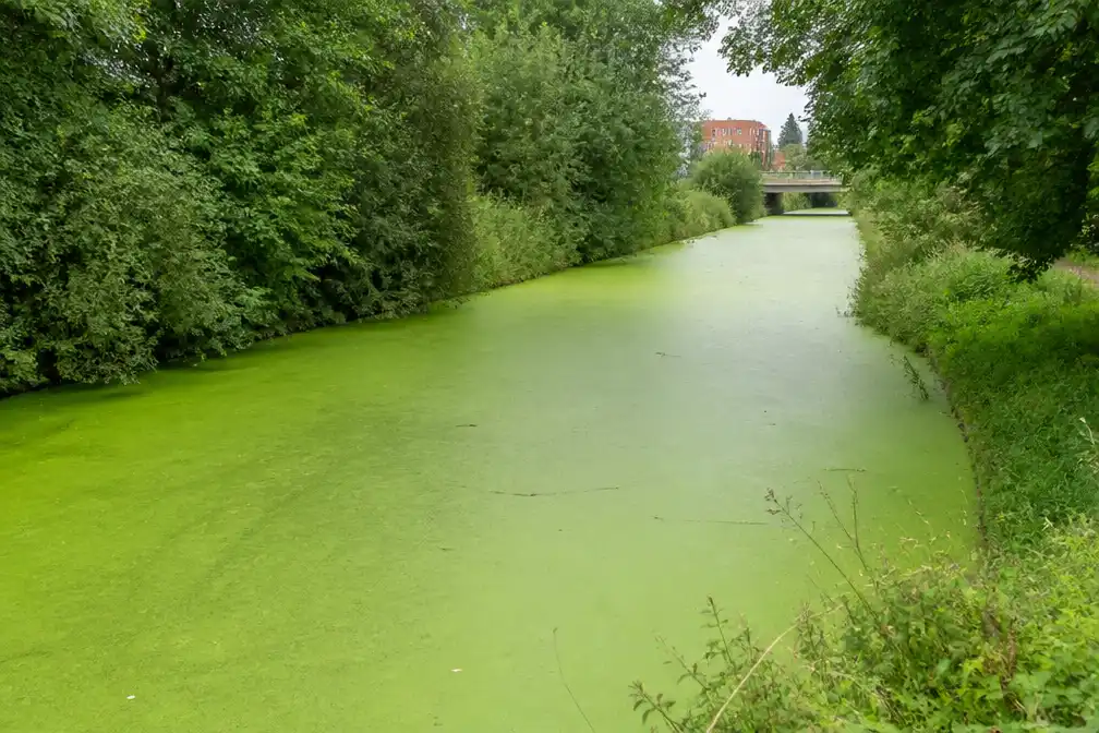 Water in en rond Gent kleurt opvallend groen, vermoedelijk door eendenkroos