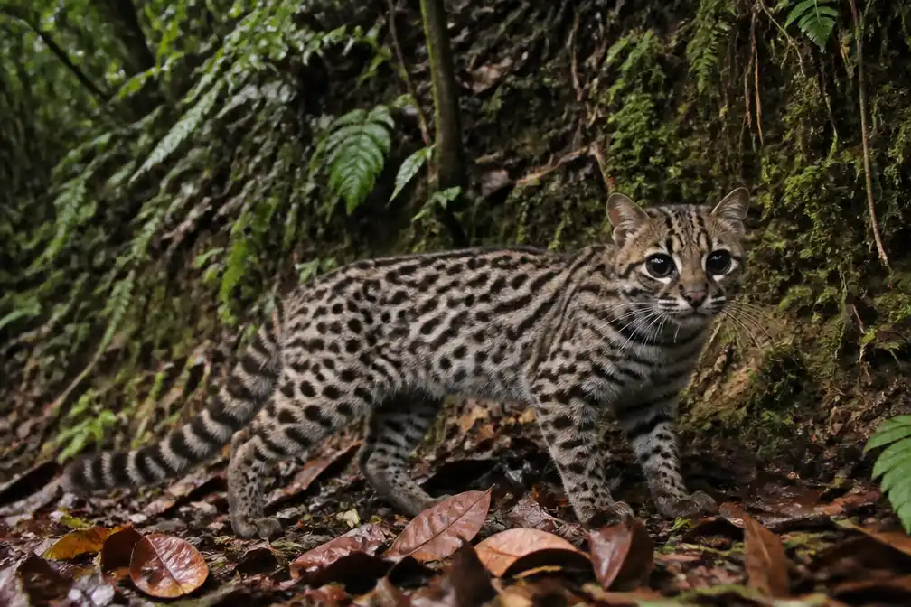 Biologen Universiteit Antwerpen ontdekken nieuwe kattensoort in Bolivia