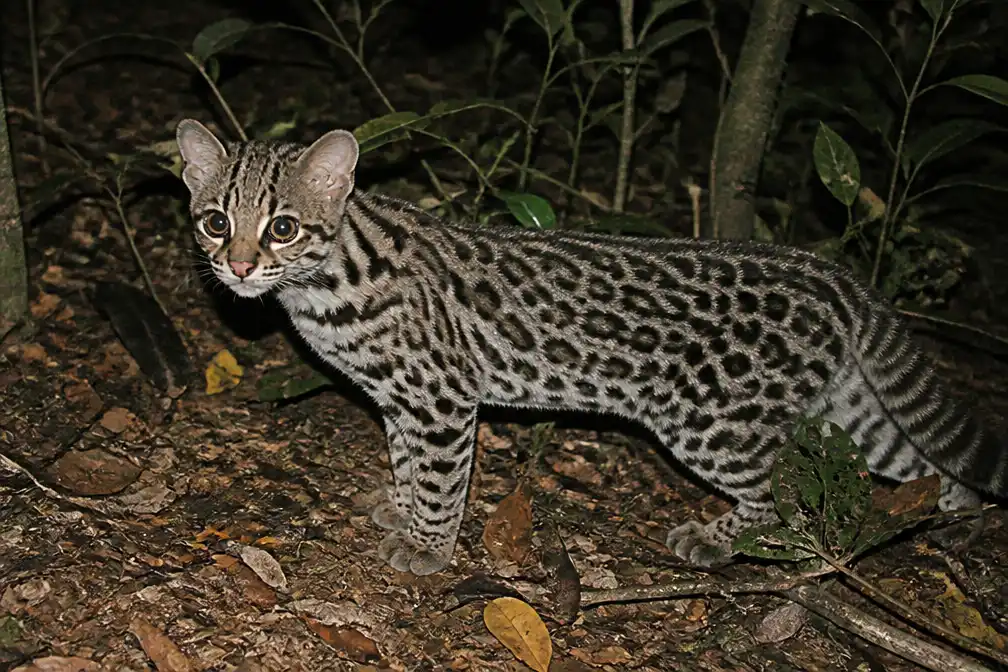 Wetenschappers ontdekken nieuwe wilde kattensoort Leopardus tilcayo in Bolivia
