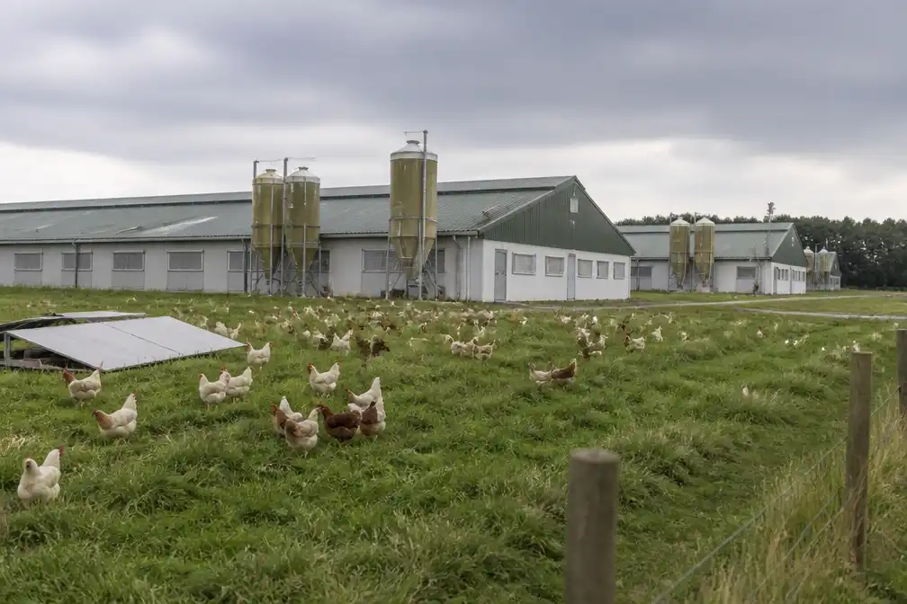 Noord-Brabant stelt besluit over intrekken vergunningen vijf pluimveebedrijven uit
