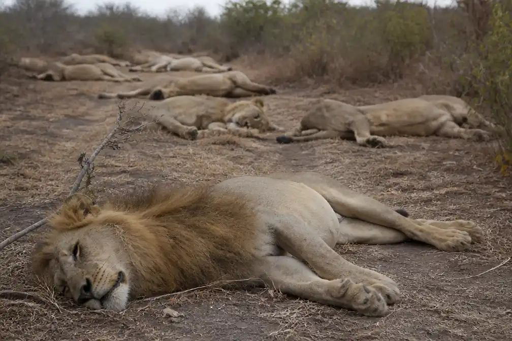 Tien leeuwen dood aangetroffen in Tanzania na mogelijke vergiftiging
