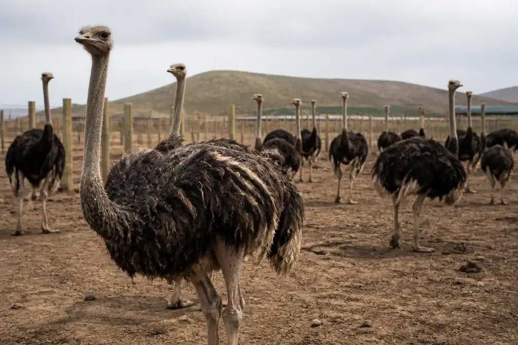 Onderzoek legt verband tussen struisvogelveren in mode en dierenleed op Zuid-Afrikaanse farms