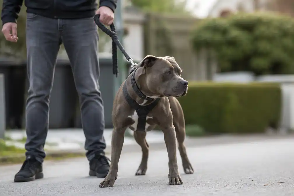 Erkens wil verplichte gedragscursus voor baasjes van bijtrisicohonden