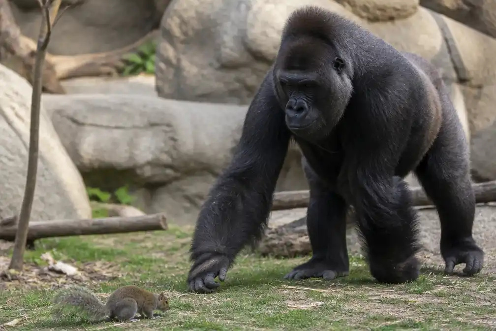 Gorilla in dierentuin Cincinnati raakt nieuwsgierig door eekhoorn in verblijf