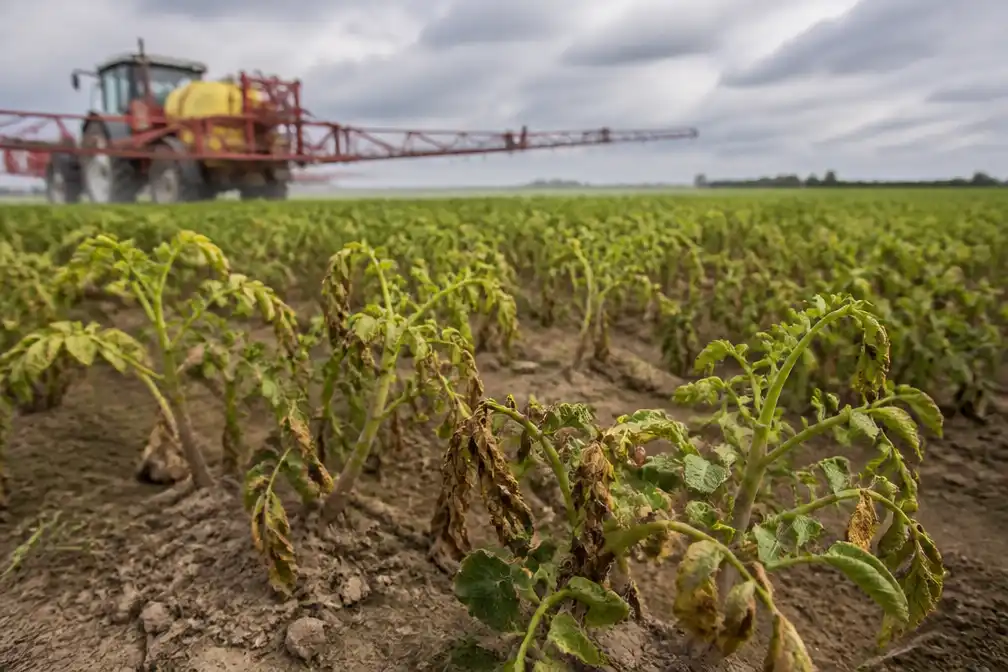 Verkenning voor kabinet waarschuwt voor misoogst in aardappelteelt