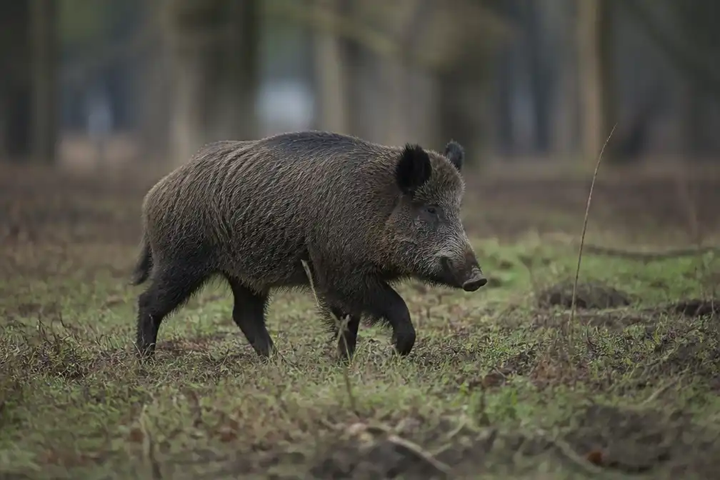 Beringen start op 3 oktober met drukjachten op everzwijnen na eikelovervloed