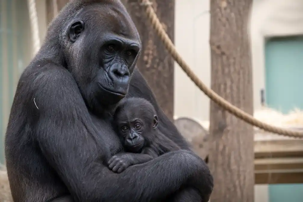 Babygorilla in Zoo Antwerpen gedoopt tot Baya, naam gekozen door bezoekers